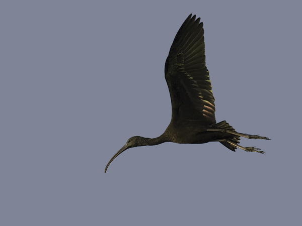 Pronssi-iibis, Glossy Ibis, Plegadis falcinellus